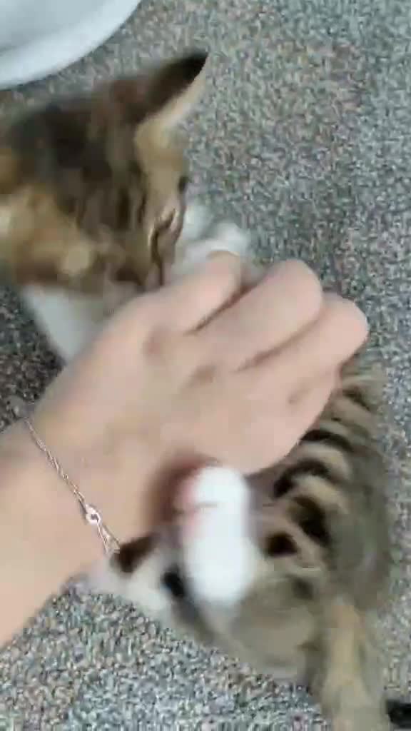 Mixed Breed cats for sale: Kitten in Poole - Video 1