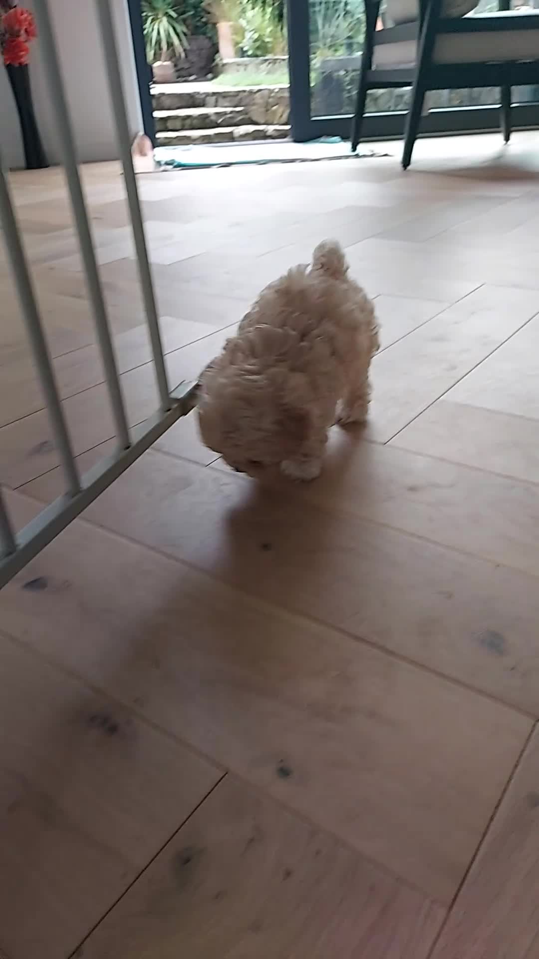 Maltipoo dogs for sale: Asian Teddy Toy Maltipoos - Rare Size, Home Raised - Video 2