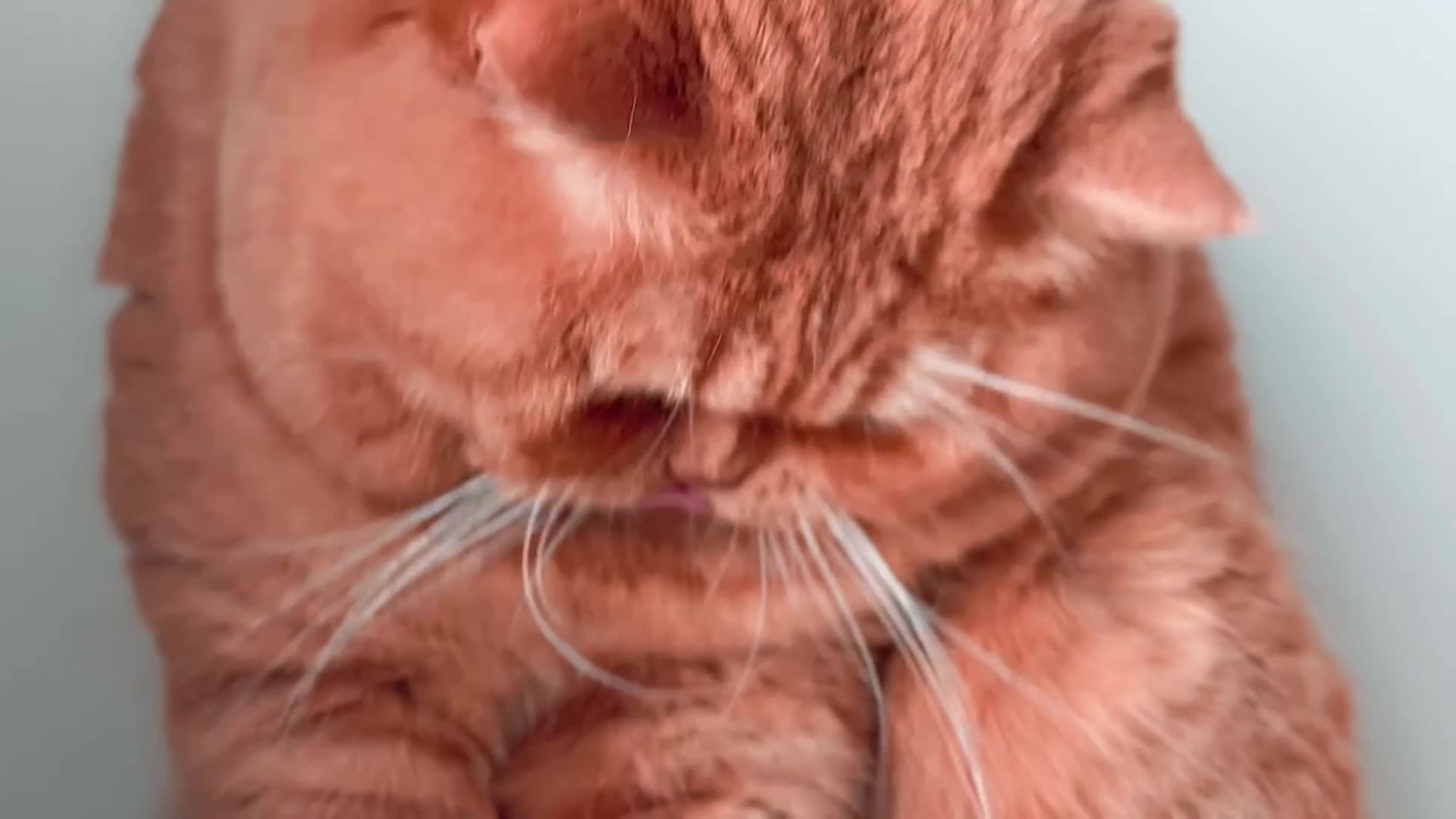 British Shorthair cats for sale: 1 girl available  - Video 3