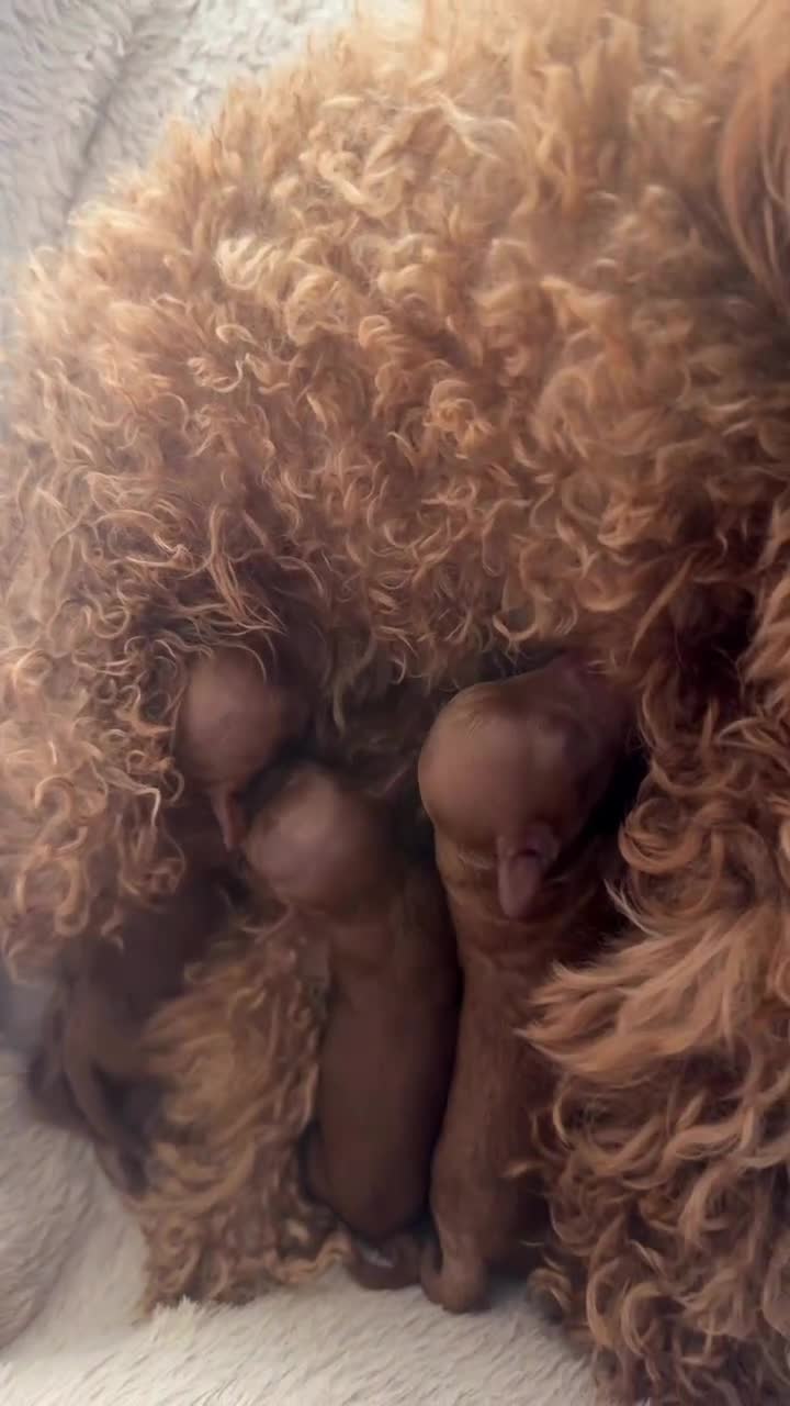 Toy Poodle dogs for sale: Asian Toy Poodle KC reg Mother - Video 4