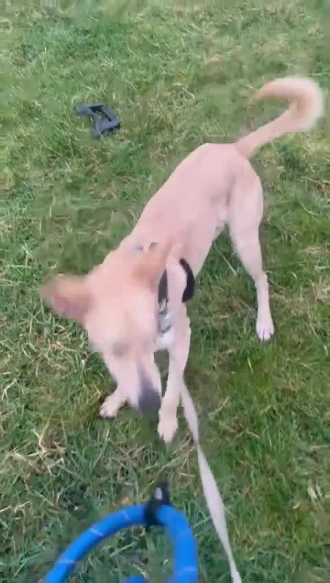 Mixed Breed dogs for sale: Wonderful Susie looking for her family  in Sunbury-on-Thames - Video 3