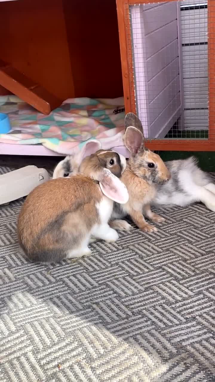 French Lop rabbits for sale: Looking to rehome my female lop rabbit - Video 1