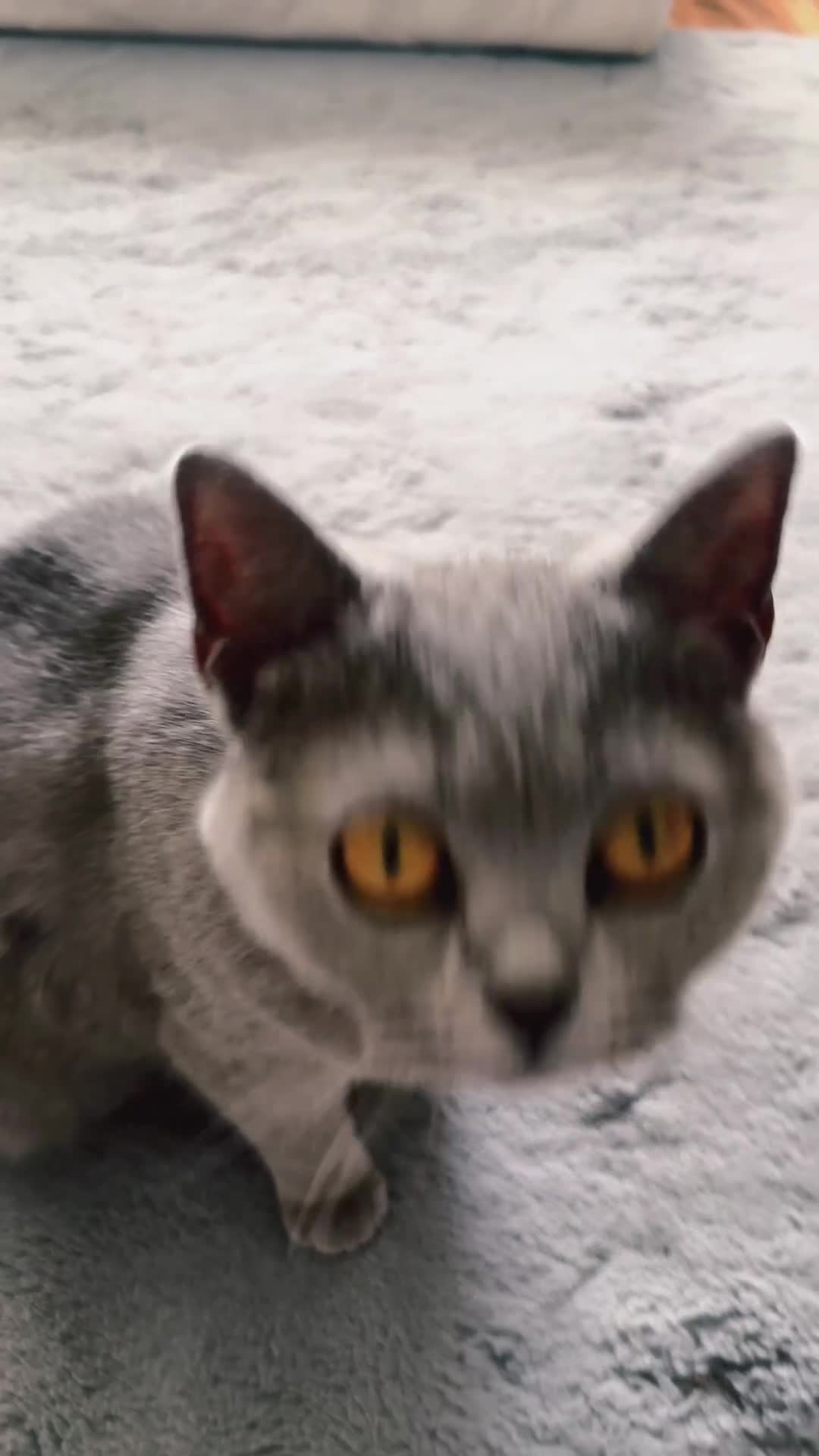 British Shorthair cats for sale: Willow – Beautiful Blue British Shorthair - Video 2