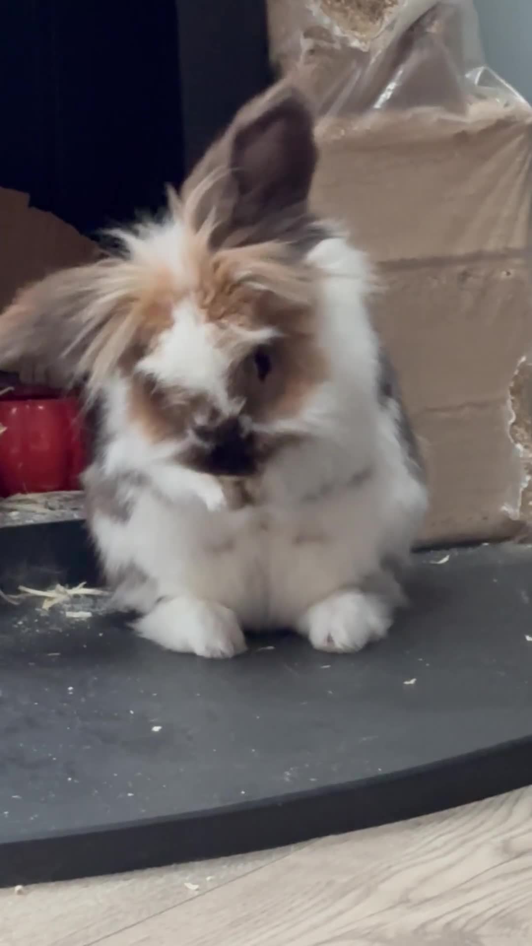 Lionhead rabbits for sale: 1 Male&1 Female lionhead rabbits available. - Video 1