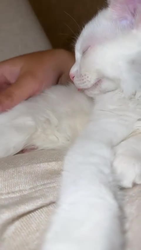 Turkish Angora cats for sale: Turkish Angora Last Girl Left in Leicester - Video 5