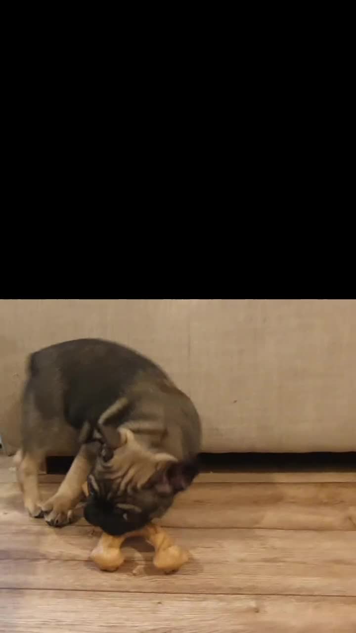 French Bulldog dogs for sale: 1 beautiful Chilled Male French Bulldog - Video 2