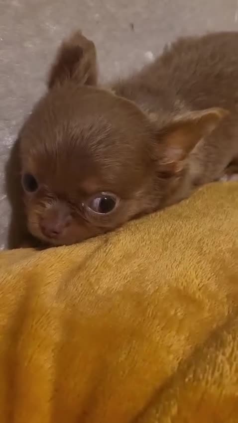 Chihuahua dogs for sale: Beautiful Long-Haired Chihuahua Puppies - Video 1