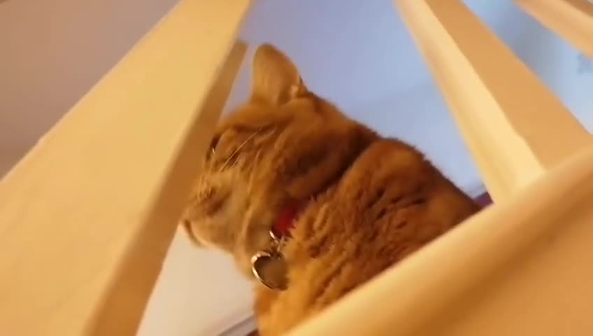 Mixed Breed cats for adoption: Garfield Ginger Boy - Video 1