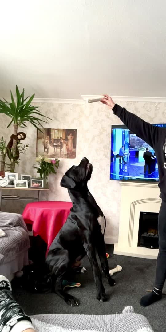 Great Dane dogs for stud: Free Stud BUT Will take a Puppy of Choice Instead in Huntly - Video 1