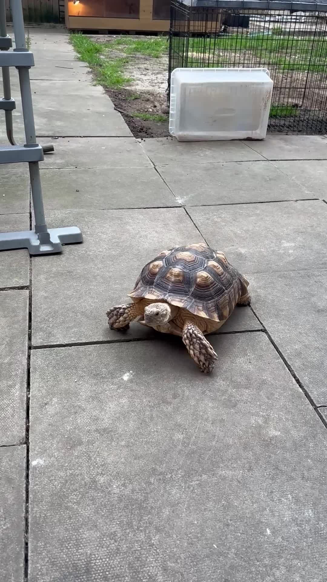 Tortoise reptiles for sale: Sulcata tortoise - Video 2