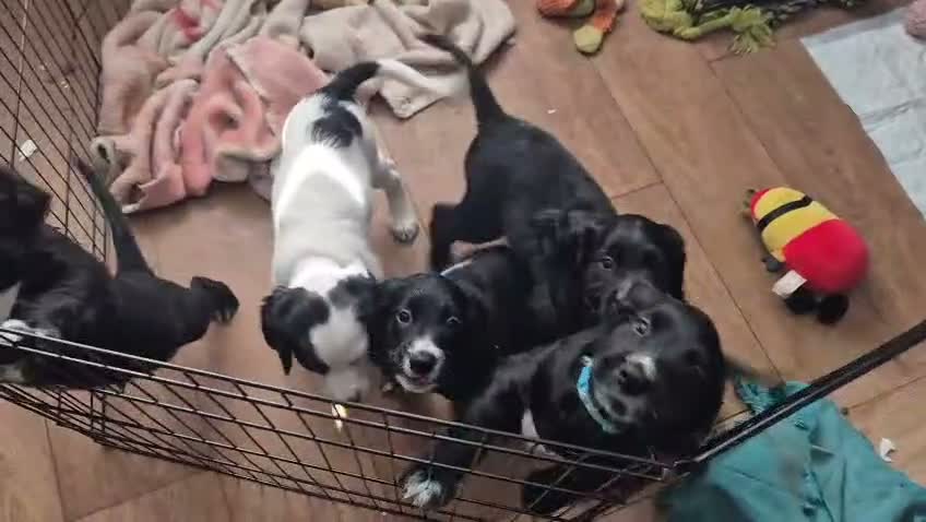 Cockapoo dogs for sale: Beautiful Cockapoo Puppies Available - Video 1