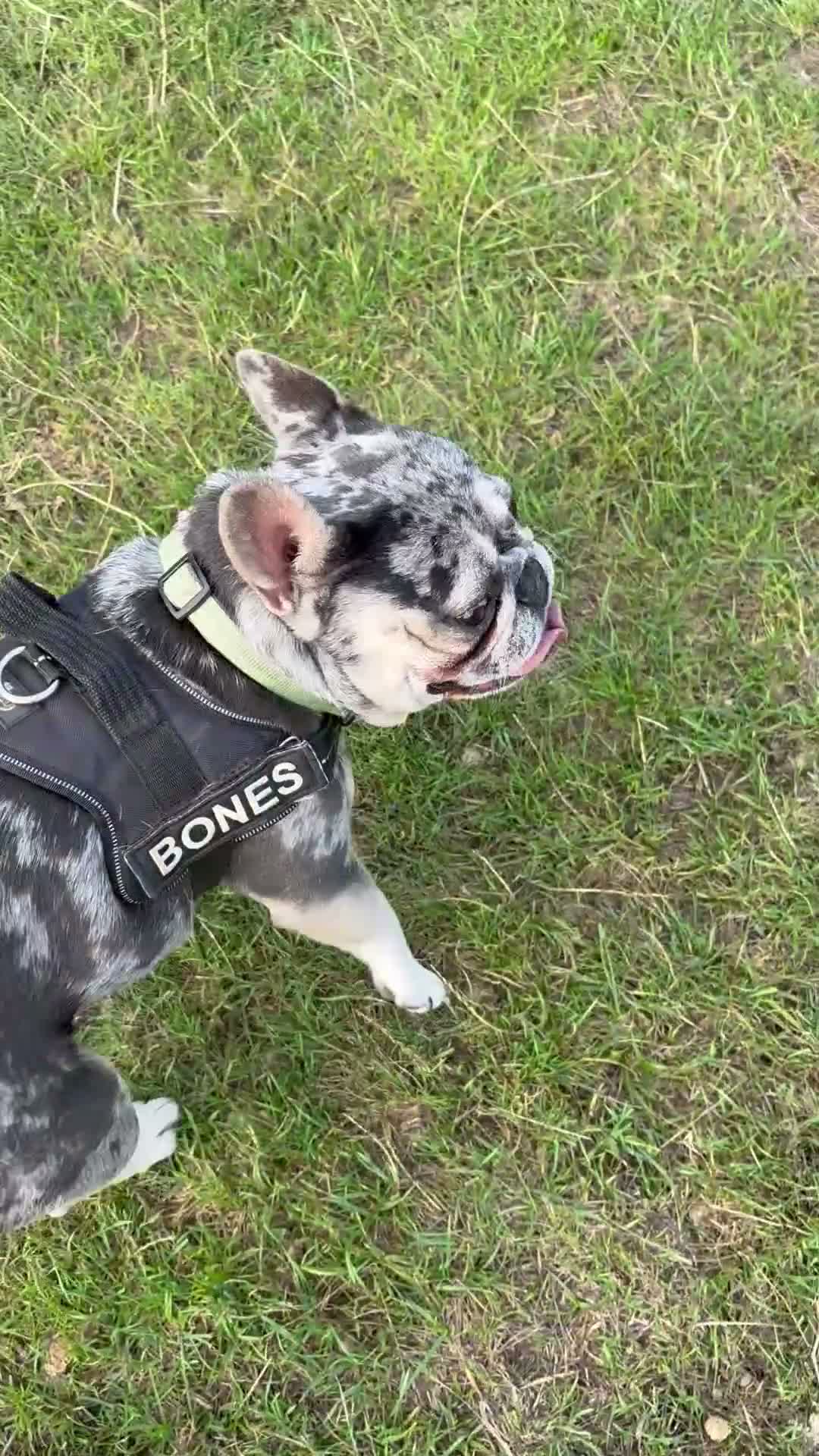 French Bulldog dogs for stud: French Bulldog for Stud - Video 1