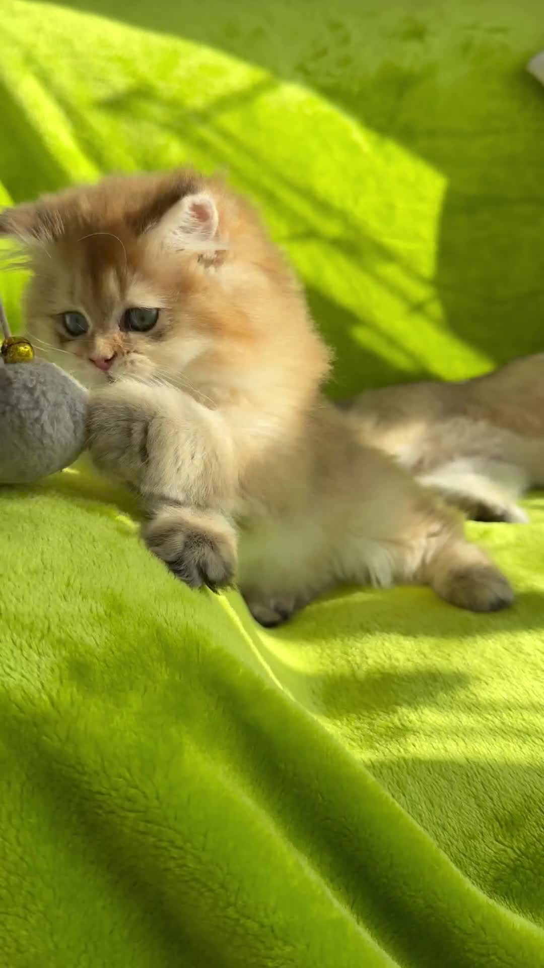 British Longhair cats for sale: PureBread Golden British Longhair kitten for sale  - Video 3