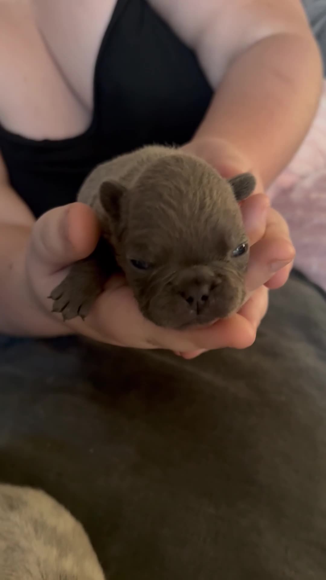 French Bulldog dogs for sale: Female French bulldog puppies - Video 4