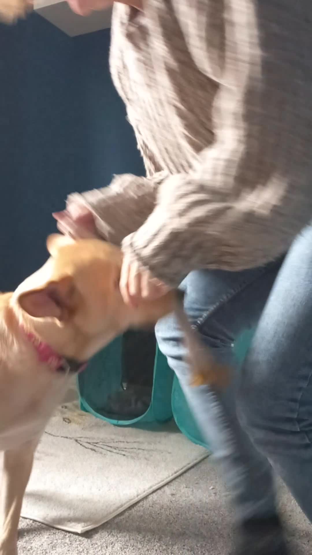 Mixed Breed dogs for adoption: Amber is looking for her forever home - Video 1