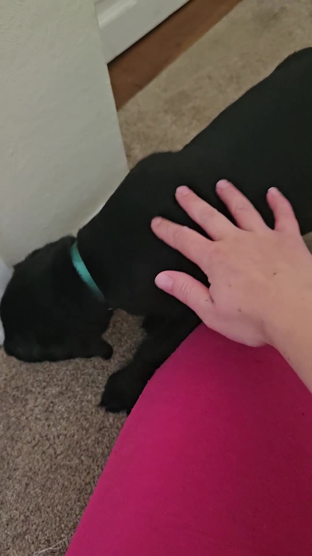Labrador Retriever dogs for sale: 2boys / 4 girls  READY TODAY FOR FOREVER HOMES - Video 2