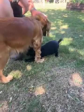 Cockerdor dogs for sale: Cockerdor puppies  - Video 3