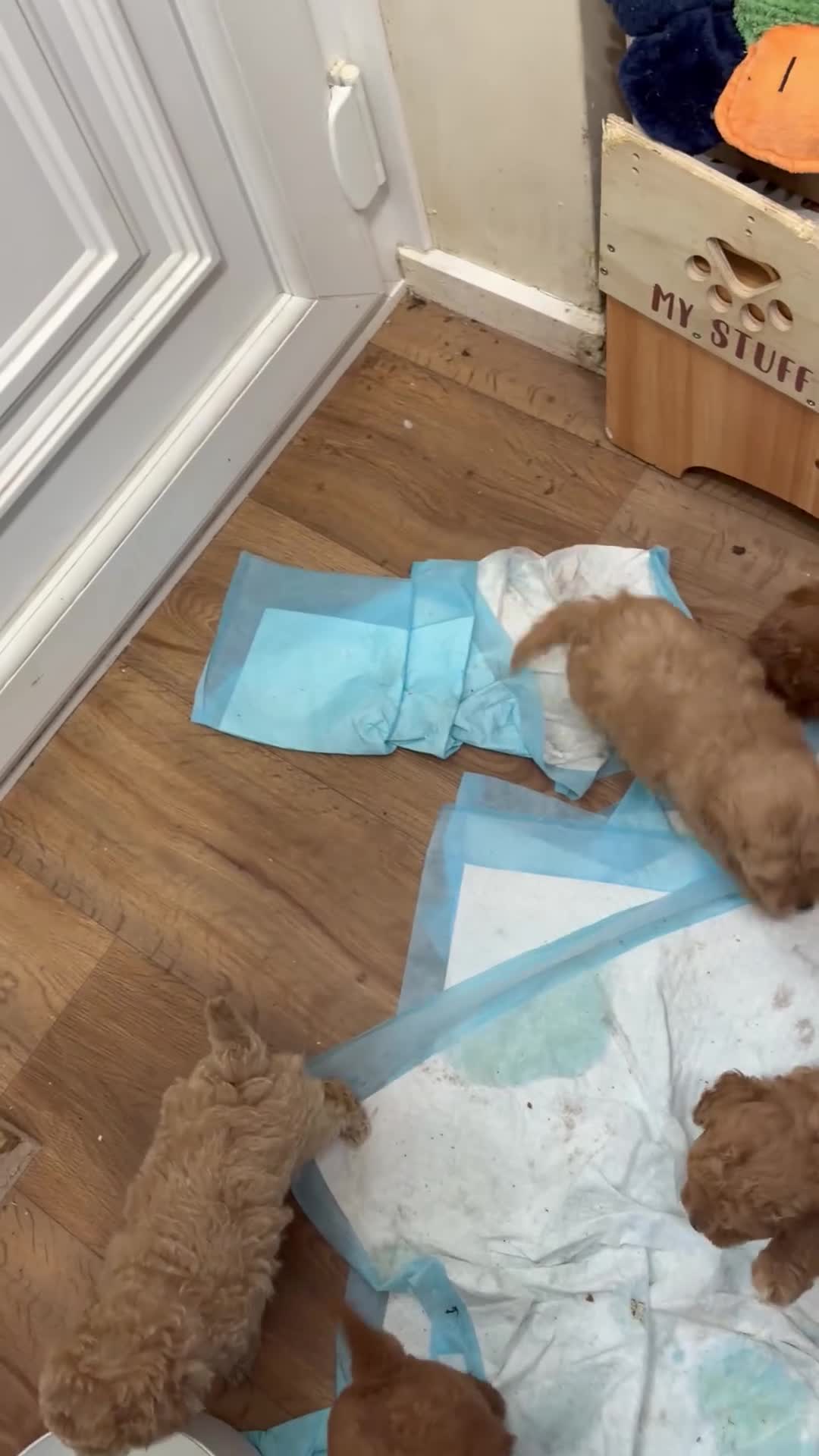 Maltipoo dogs for sale: MALTIPOO RED BOY  - Video 3
