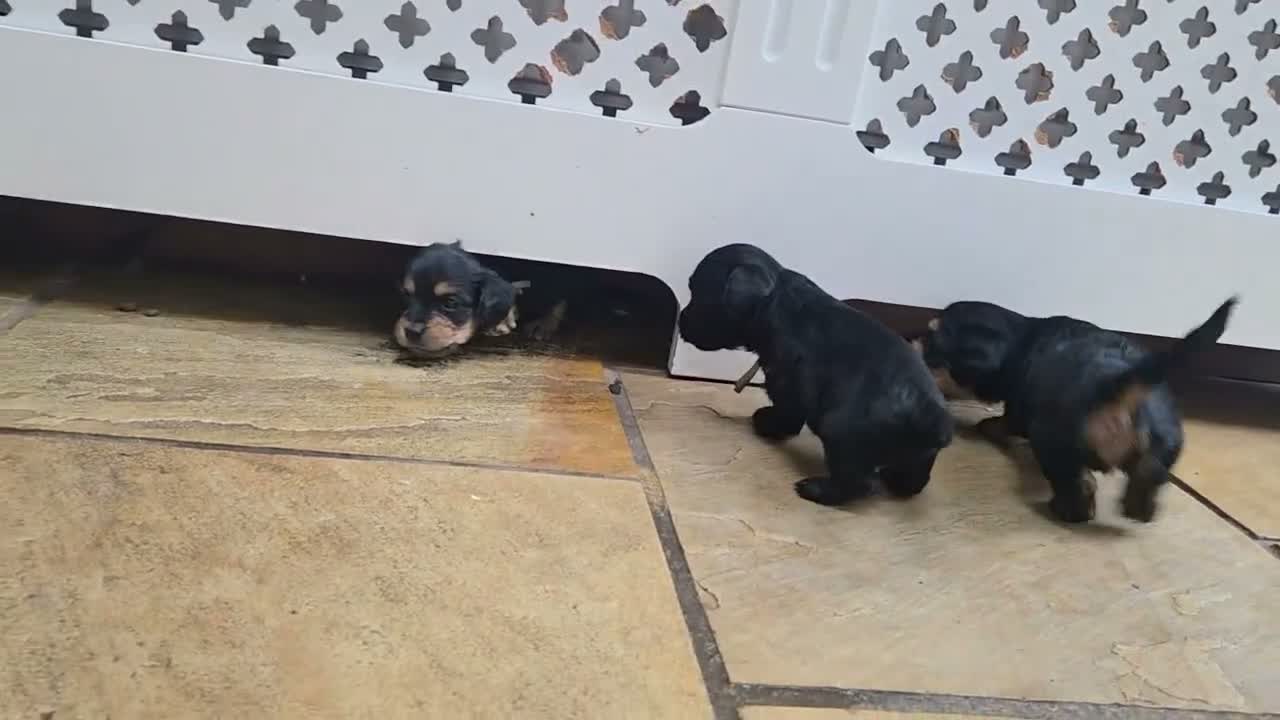 Mixed Breed dogs for sale: Corkie pups - Video 1
