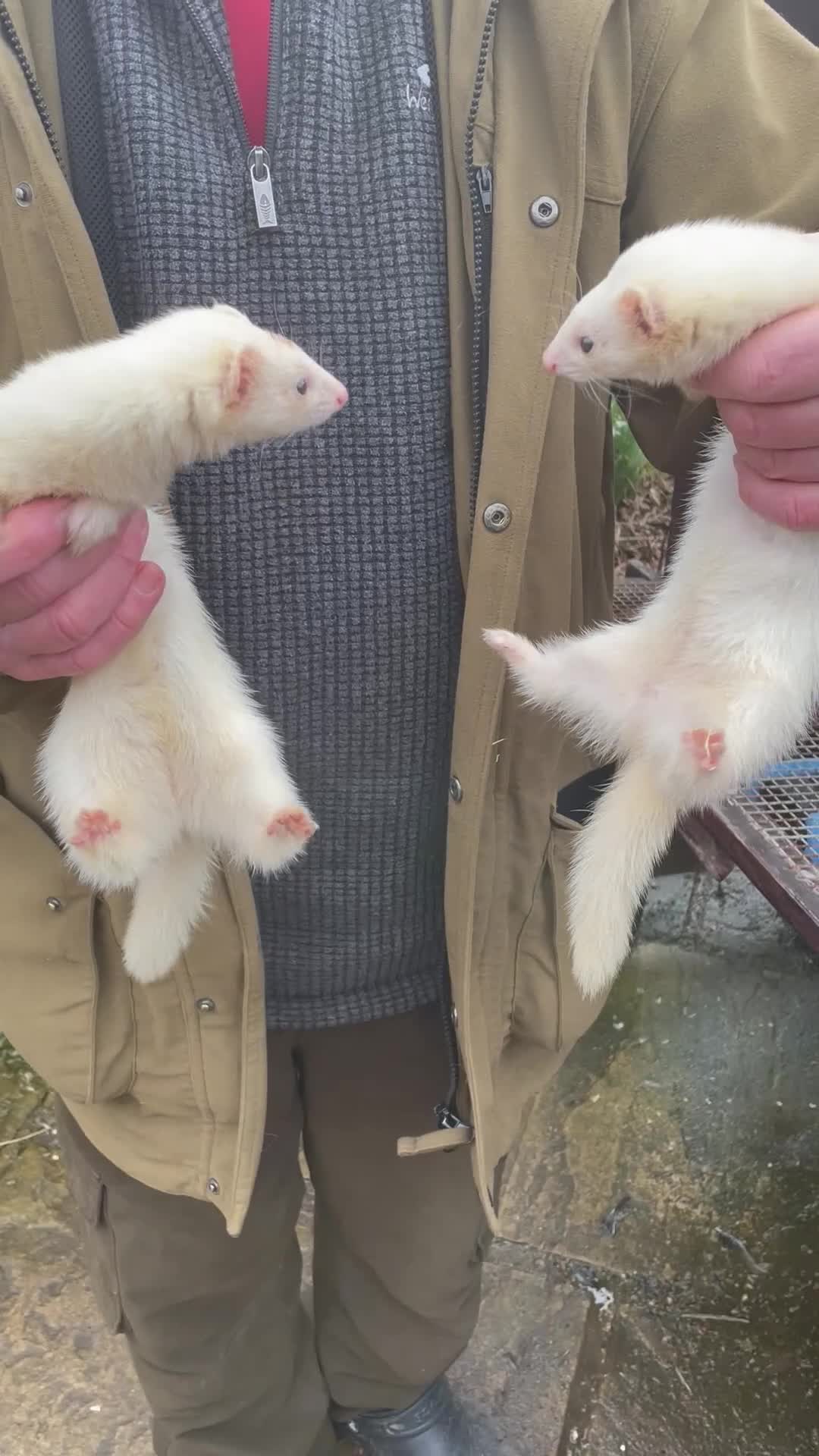 Ferret rodents for sale: Black Eyed White Gills - Video 1