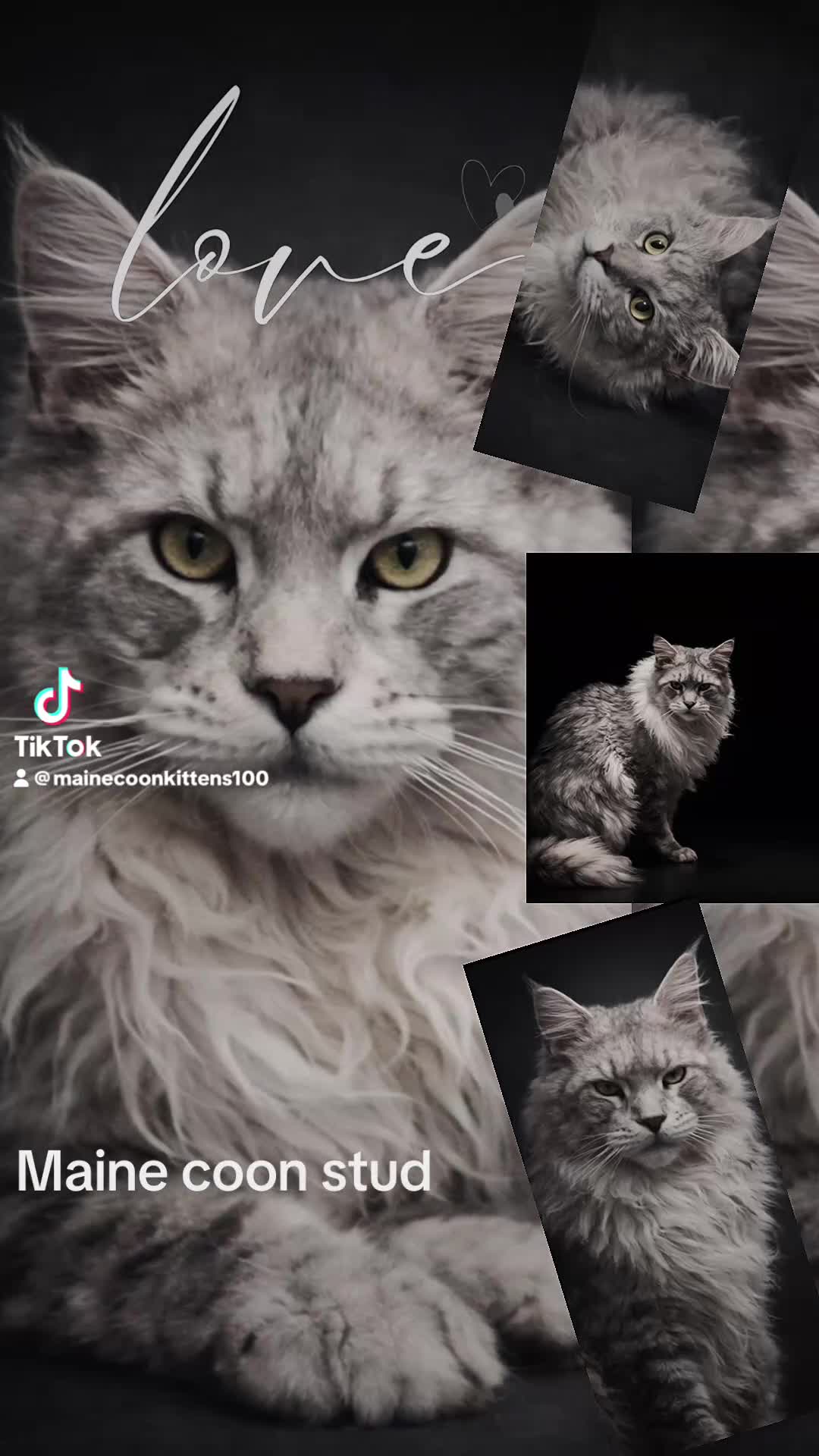 Maine Coon cats for stud: Several stud boys available  - Video 1