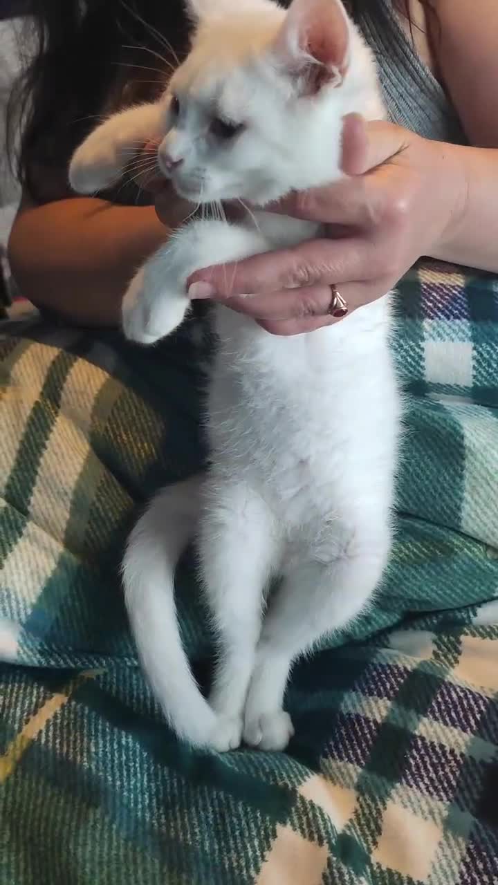British Shorthair cats for sale: *READY*RARE PURE WHITE BSH TICA PEDIGREE KITTENS - Video 2
