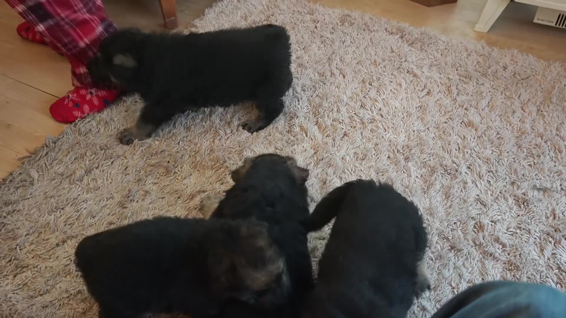 German Shepherd dogs for sale: German Shepherd Puppies - Video 2