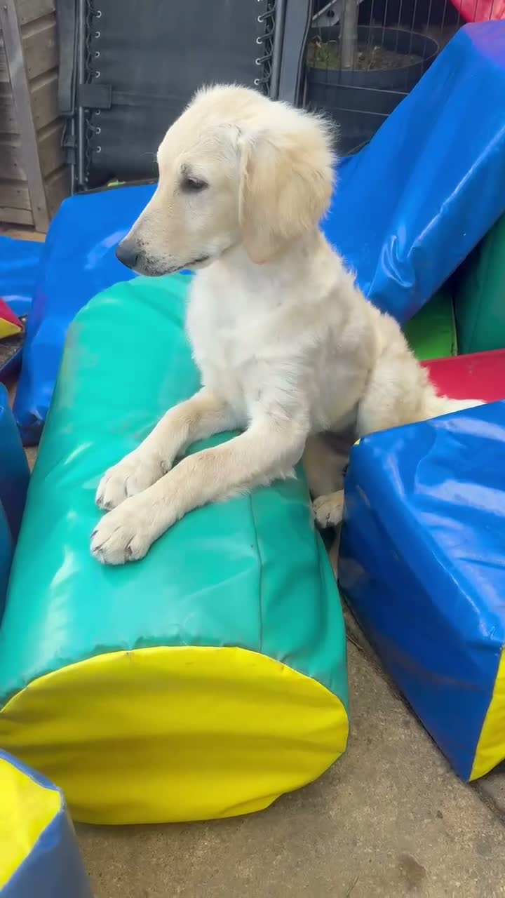 Goldendoodle dogs for sale: 🐾 Goldendoodle large girl ready now 🐾 - Video 2