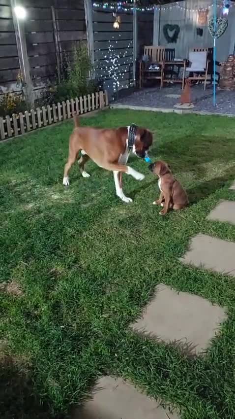Boxer dogs for sale: 27 Champion bloodline boxers due 14th October  - Video 3