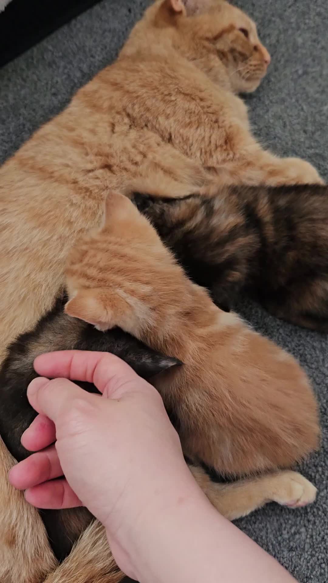Mixed Breed cats for sale: Beautiful mixed ginger calico kittens for sale - Video 4