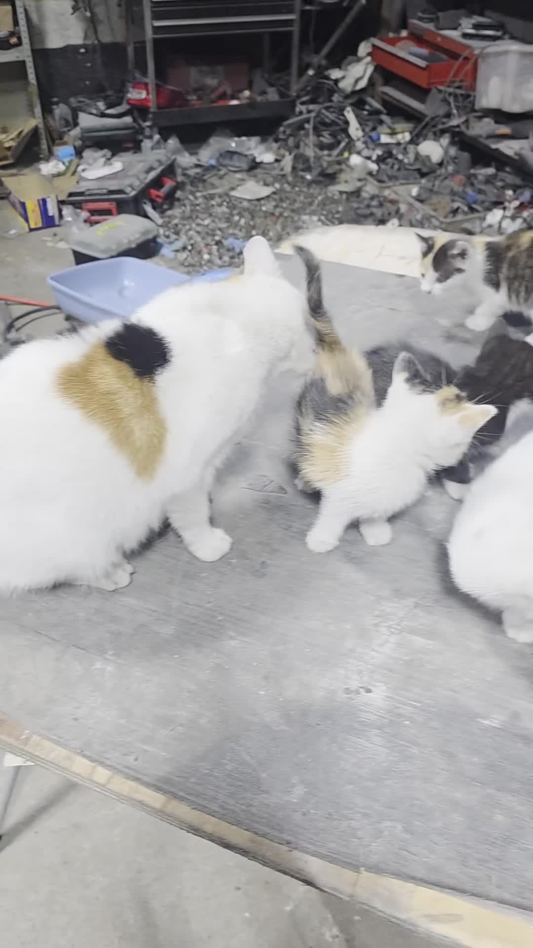 Mixed Breed cats for sale: Mixed breeding all kittens healthy very friendly - Video 1