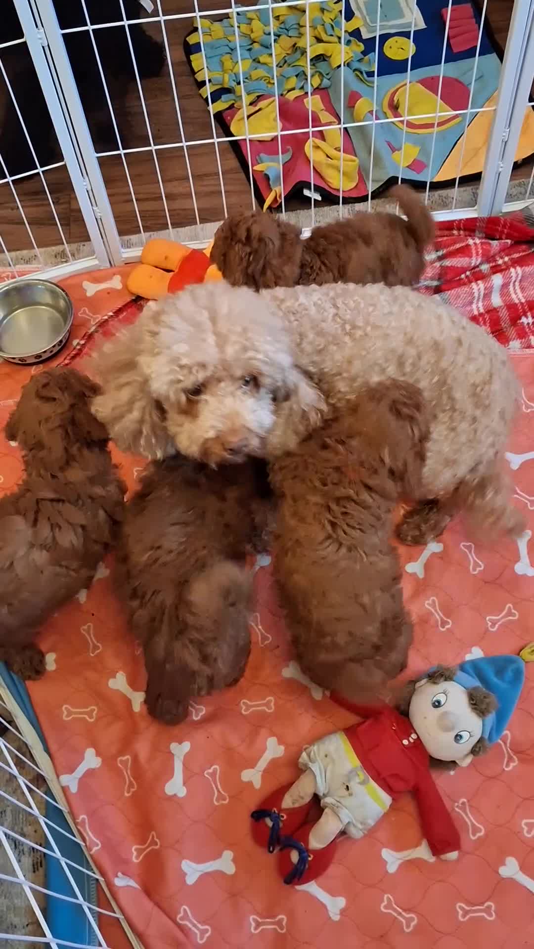 Toy Poodle dogs for sale: Deep red KC registered Toy Poodle puppies - Video 1