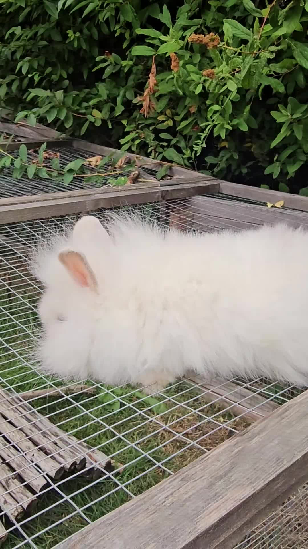 Lionhead rabbits for sale: 3 Beautiful Lion Head Babies - Video 3