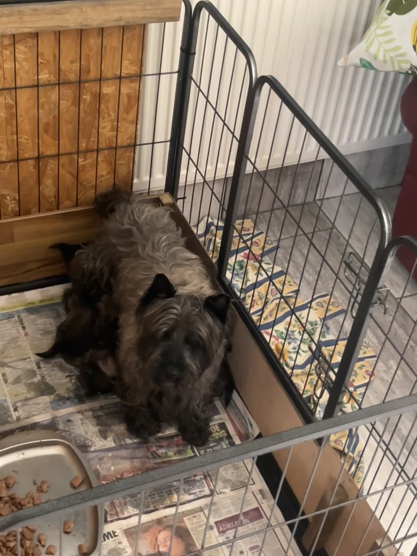 Cairn Terrier dogs for sale: KC Registered cairn terrier in Bradford - Video 2