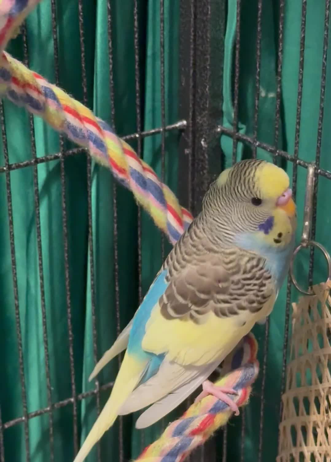 Budgerigars birds for sale: NON-FLYERS  Pair of Budgies – £40 for the pair - Video 1