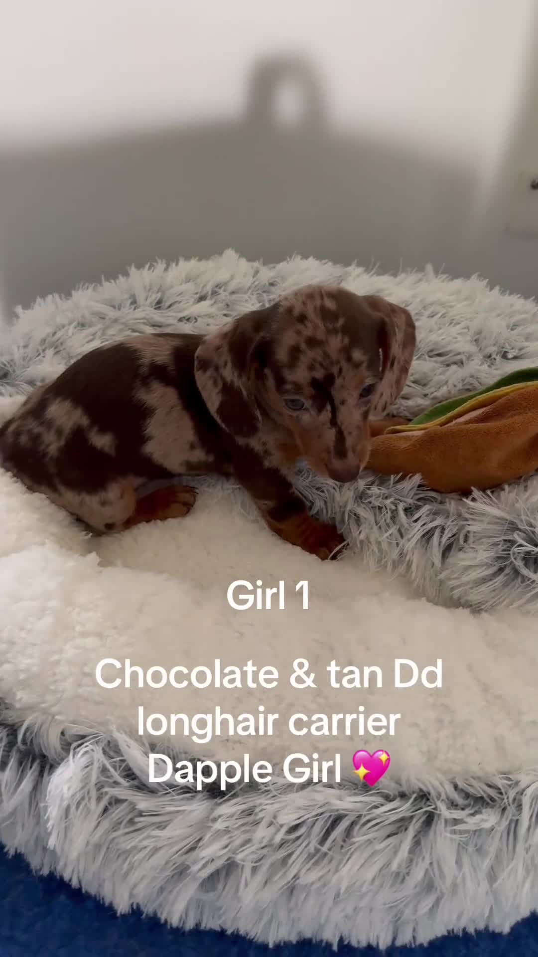 Miniature Dachshund dogs for sale: Quality miniature long hair choc & tan dapples - Video 4