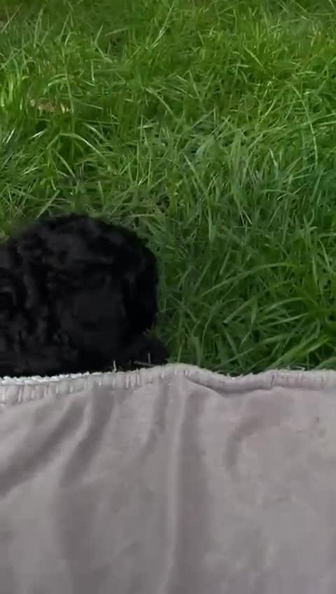 Toy Poodle dogs for sale: Toy Poodle (1boy & 1girl left to find their home) - Video 4
