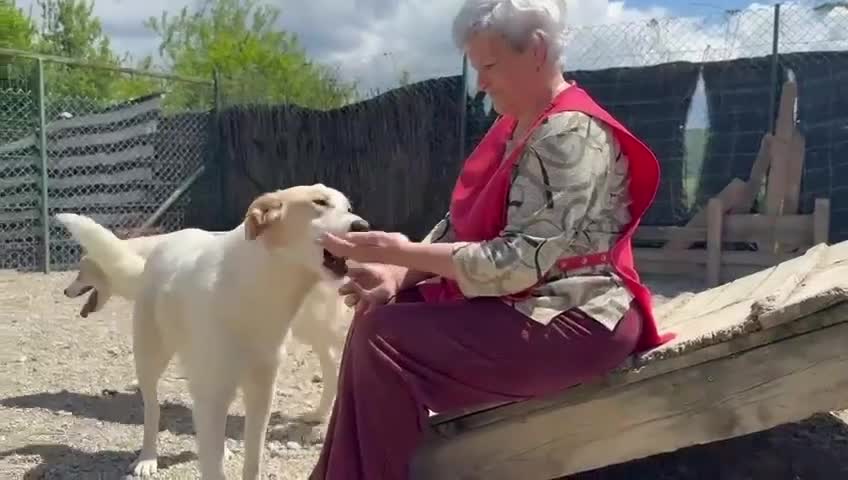 Mixed Breed dogs for adoption: 💙🩵Archie is looking for Love🐾 🩵💙 - Video 2