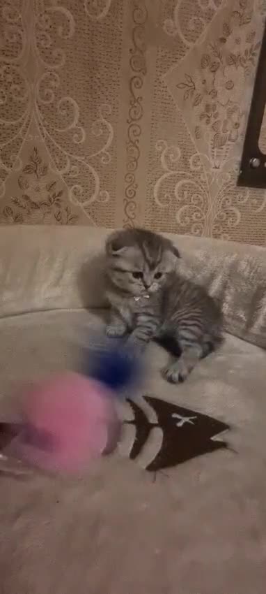 Scottish Fold cats for sale: TICA registered females 😸😽🐱 - Video 2