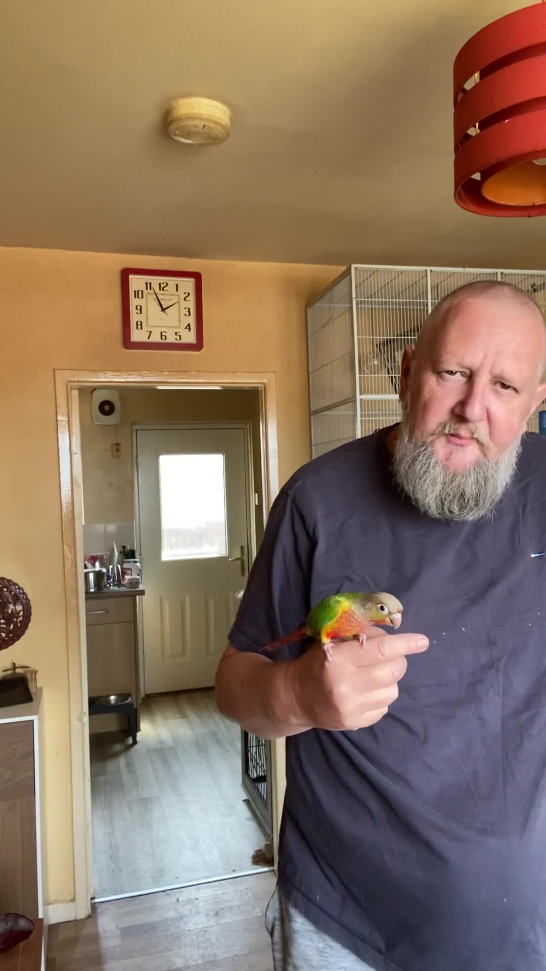 Conures birds for sale: Green Cheek Conure Baby’s Hand Raised Hand Tame - Video 3