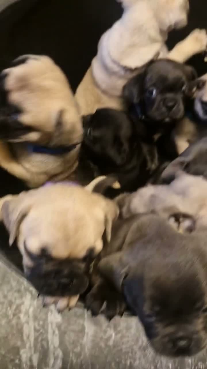 Frug dogs for sale: Beautiful frug puppies (5girls & 4boys) - Video 1