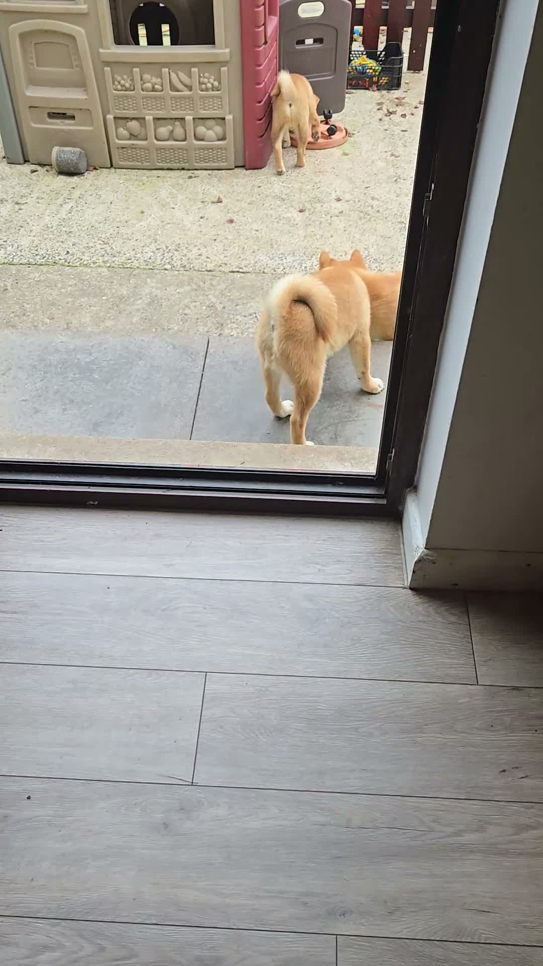 Japanese Shiba Inu dogs for sale: Foxy little shibas - Video 1