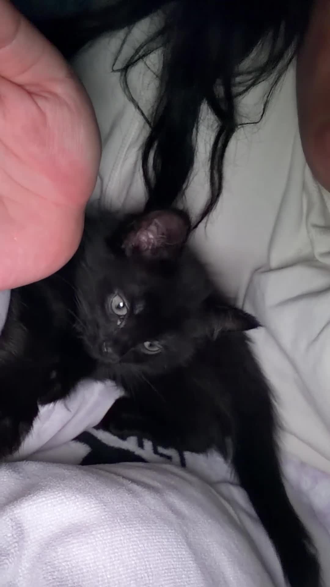 Domestic Shorthair cats for sale: Shadow, black domestic short hair  in Southampton - Video 1