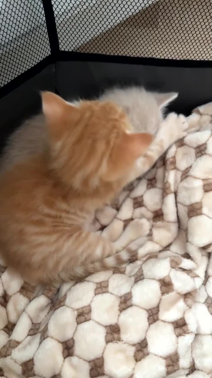 Mixed Breed cats for sale: 2 beautiful kittens  - Video 2