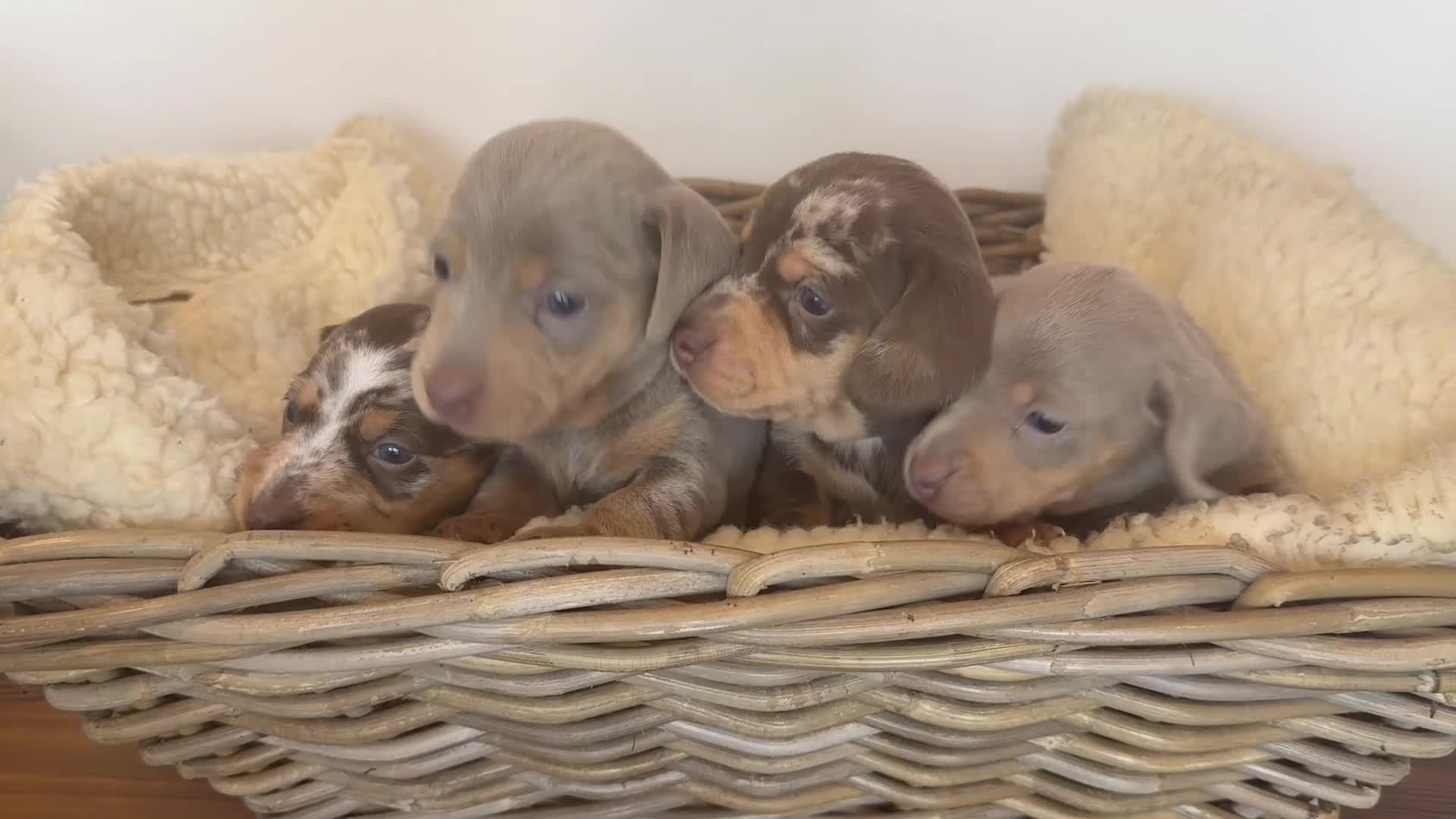 Miniature Dachshund dogs for sale: Rainbow Litter of Dachdhund Babies - Video 2