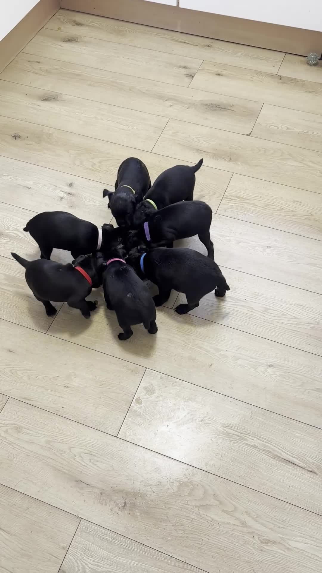 Patterdale Terrier dogs for sale: Patterdale Puppies in Colne - Video 1