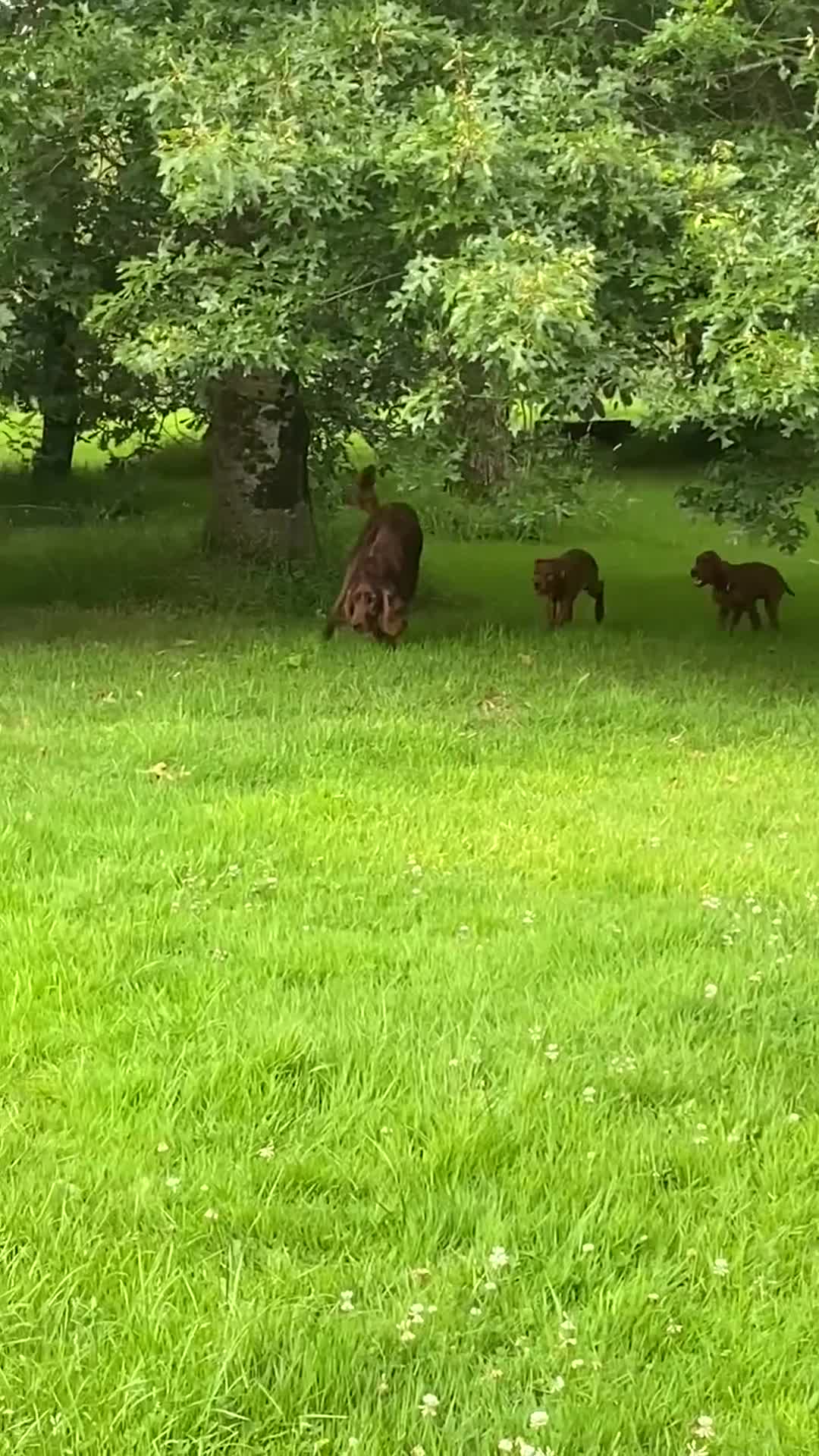 Irish Setter dogs for sale: Kennel Club Irish Setter Puppies  - Video 2