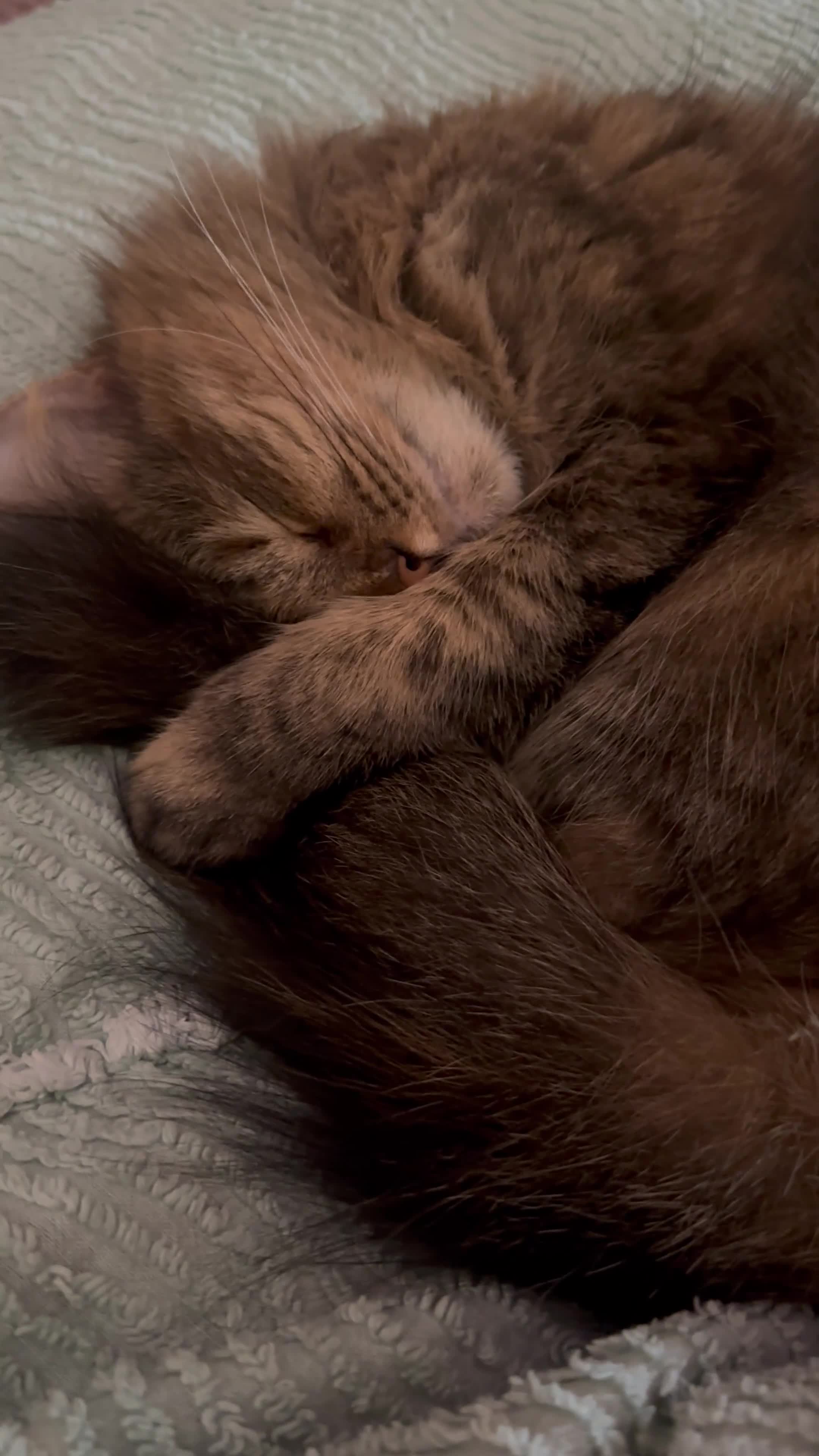 Mixed Breed cats for sale: Miss Angel needs her new furever home  - Video 1