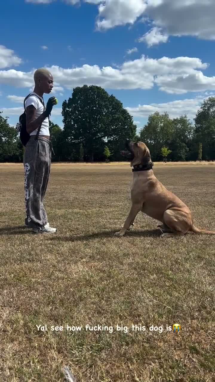 Cane Corso dogs for stud: Rare fawn male cane corsos for stud  in Harrow - Video 1