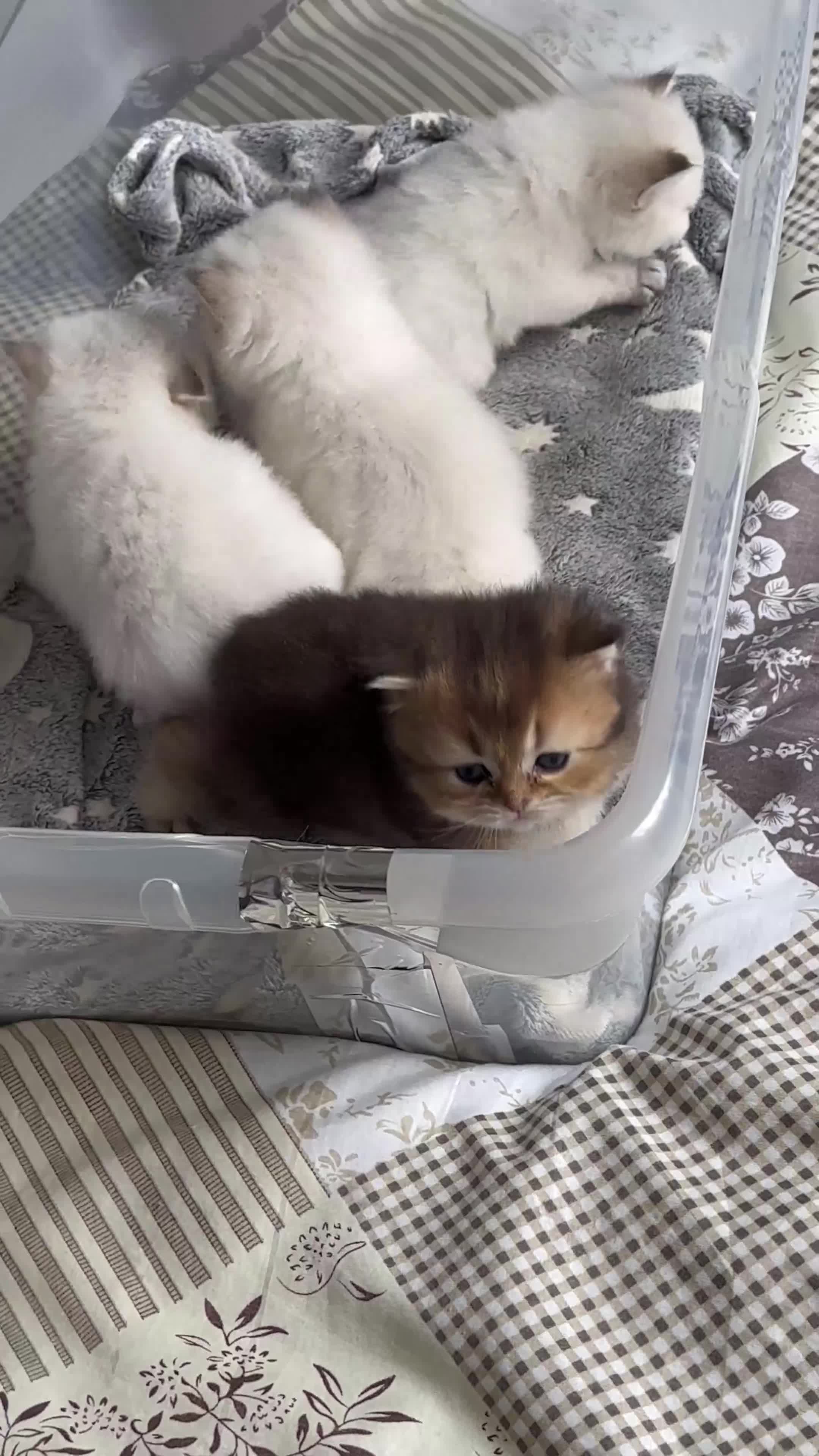 British Longhair cats for sale: Stunning British Longhair Kittens Ready to collect - Video 5